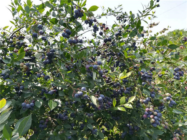 藍莓樹