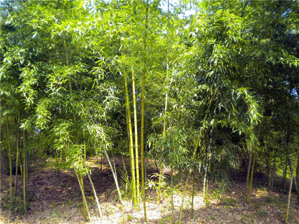 紅竹