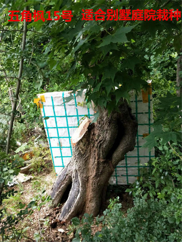五角楓古樁樹圖片